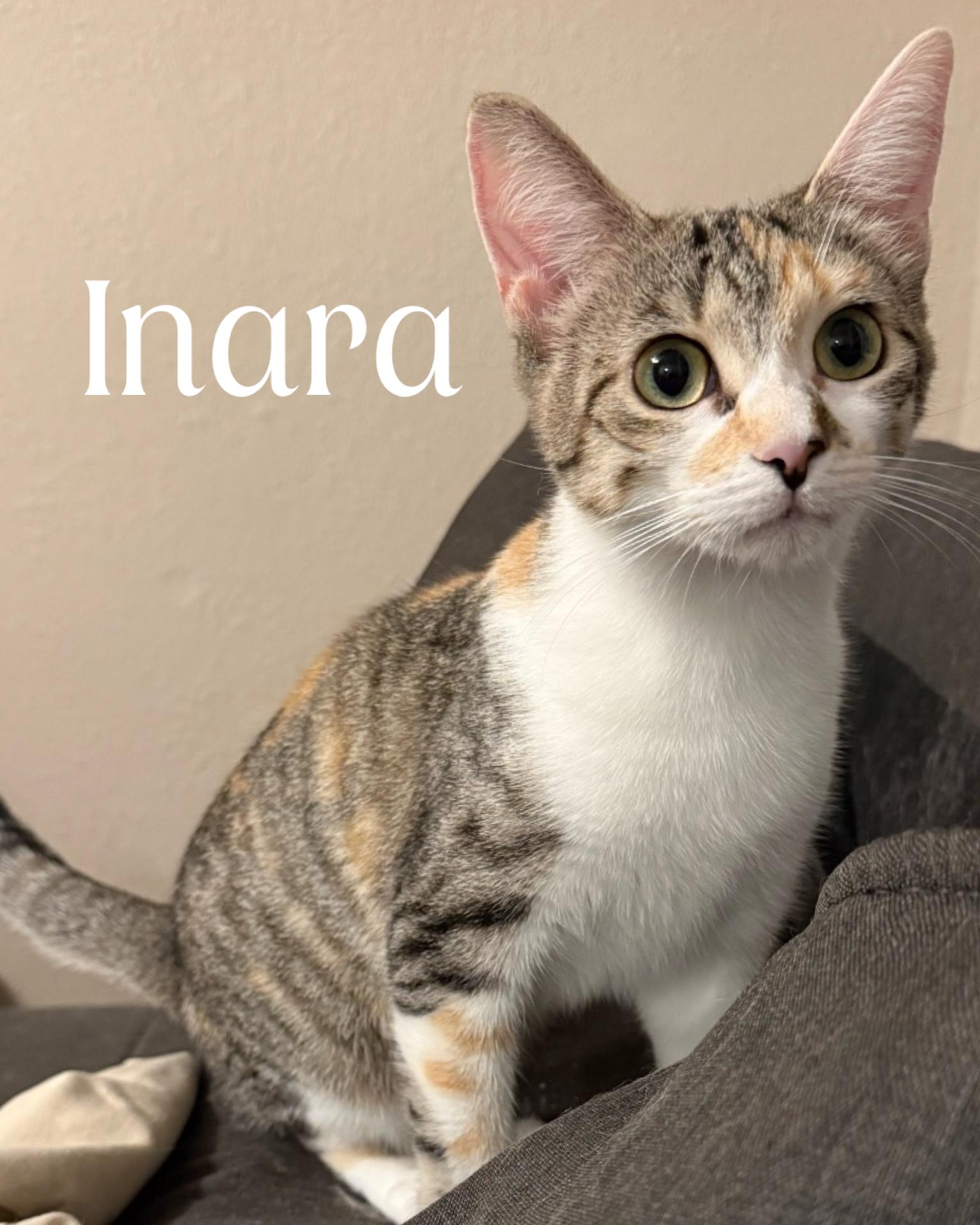 Inara, Adoptable, Adult Female Domestic Short Hair & Torbie.