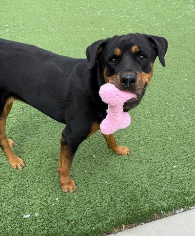 Enlarge Marley, a Adoptable Rottweiler in Long Beach, NY image 6/6