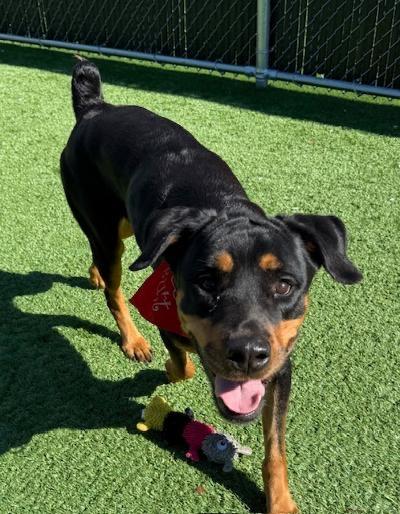 Enlarge Marley, a ADOPTABLE Rottweiler in Long Beach, NY image 4/6