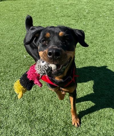 Enlarge Marley, a ADOPTABLE Rottweiler in Long Beach, NY image 5/6