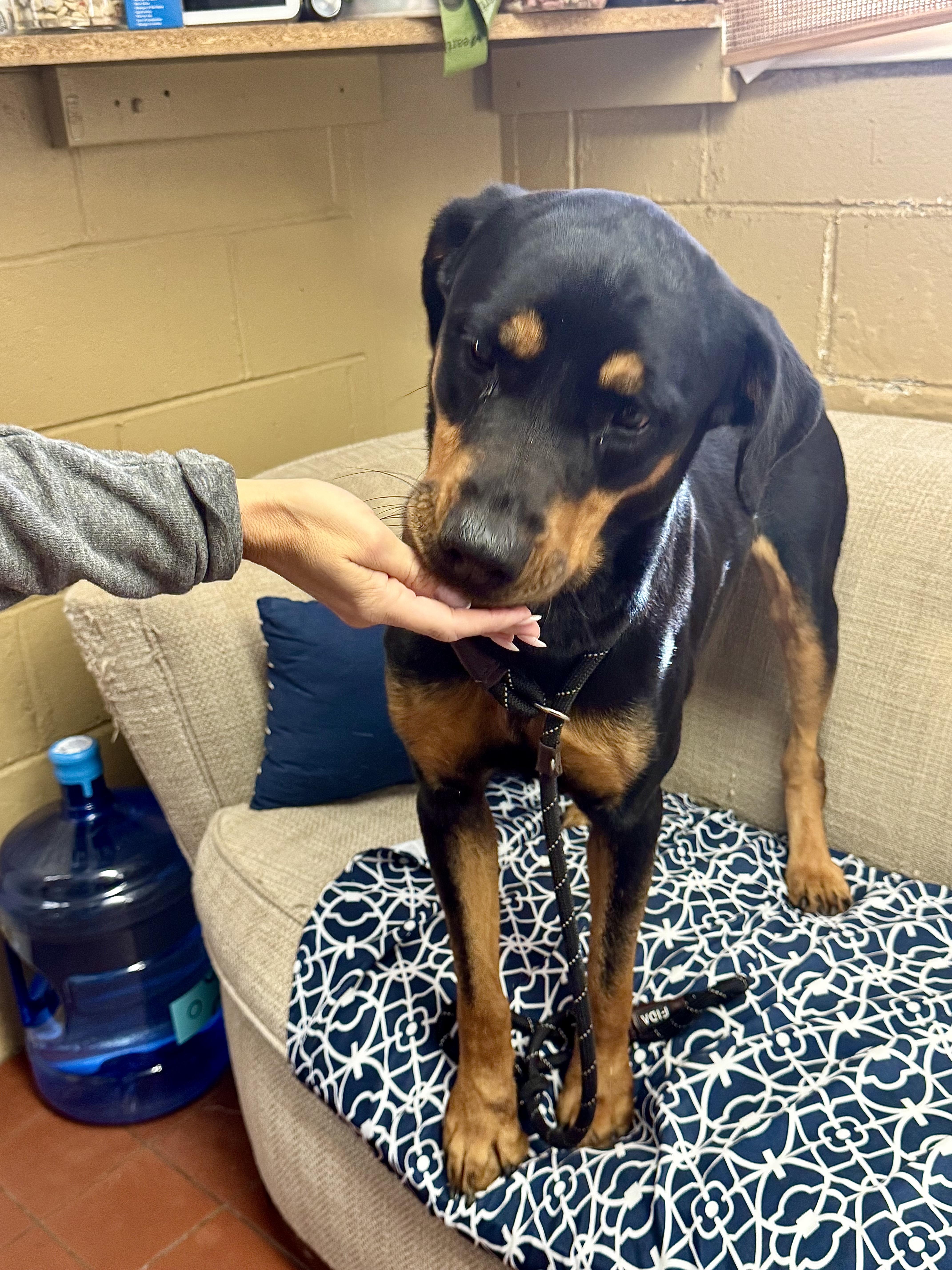 Enlarge Marley, a ADOPTABLE Rottweiler in Long Beach, NY image 3/6