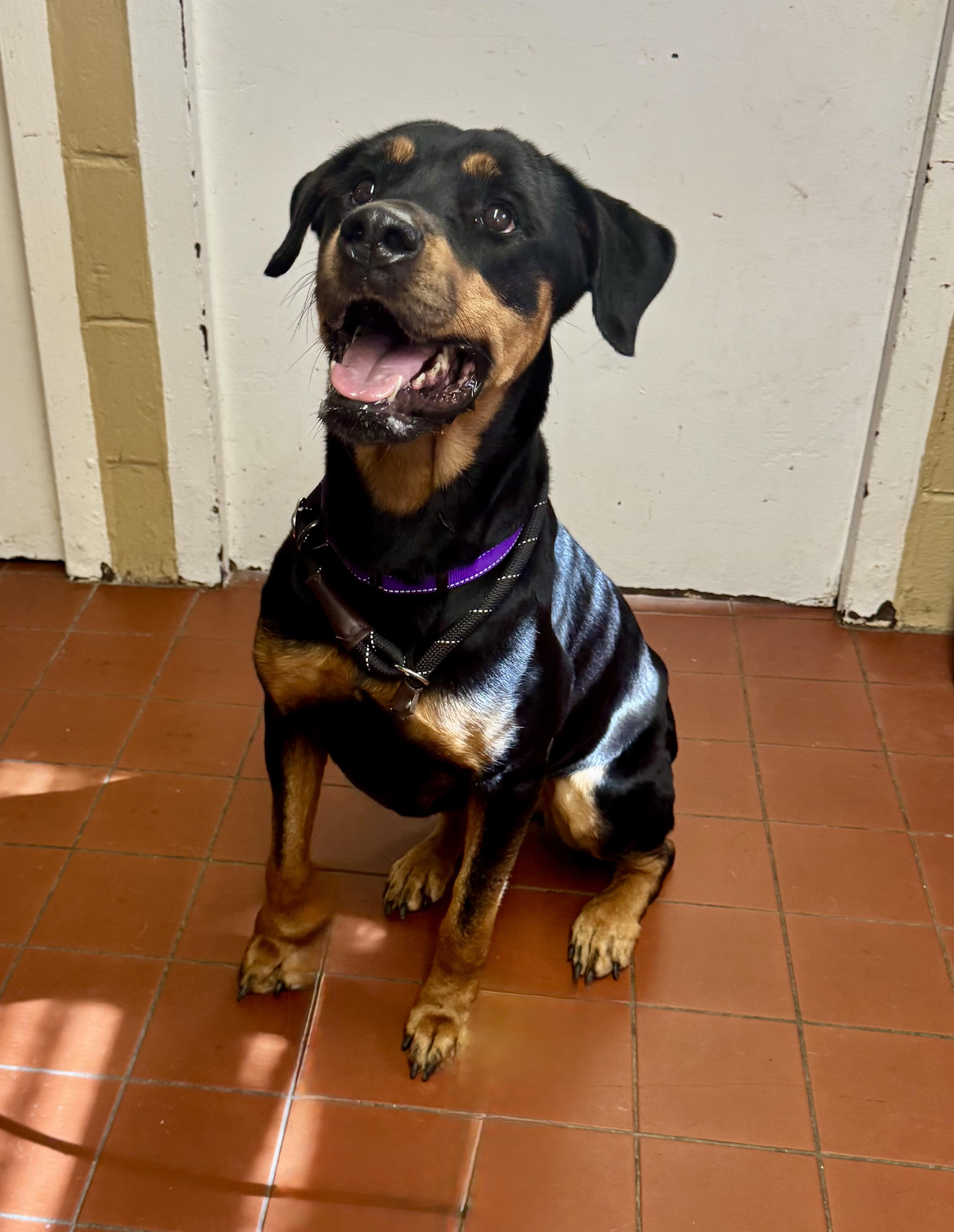 Enlarge Marley, a ADOPTABLE Rottweiler in Long Beach, NY image 2/6