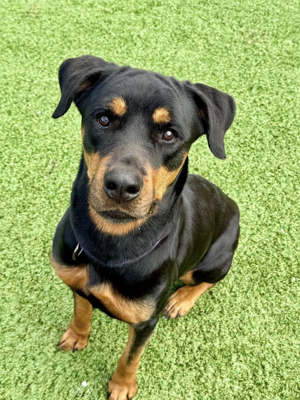 Marley, ADOPTABLE, Adult Female Rottweiler.