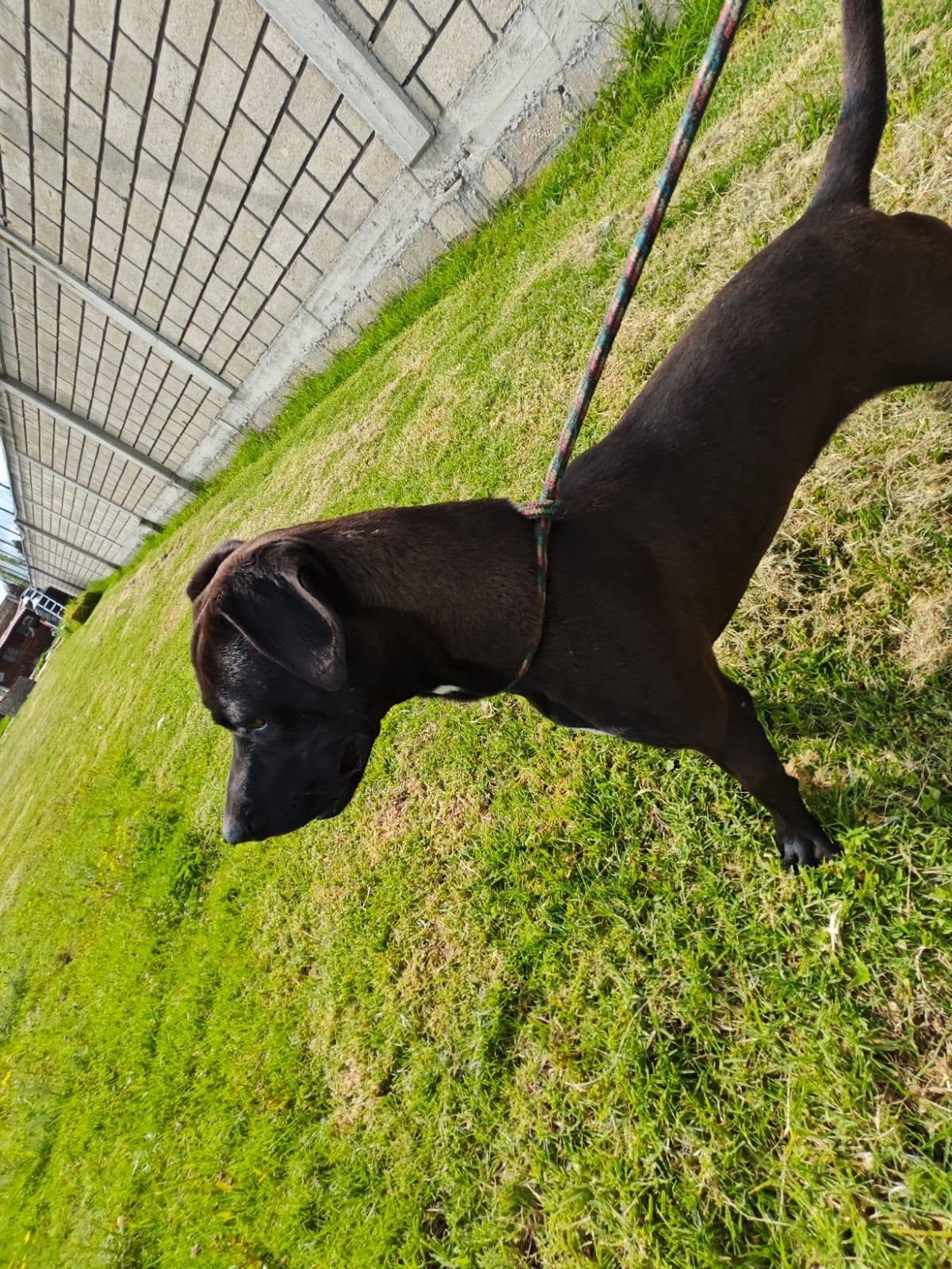 Enlarge Tobias, a Adoptable mixed breed in Woodstock, ON image 4/4
