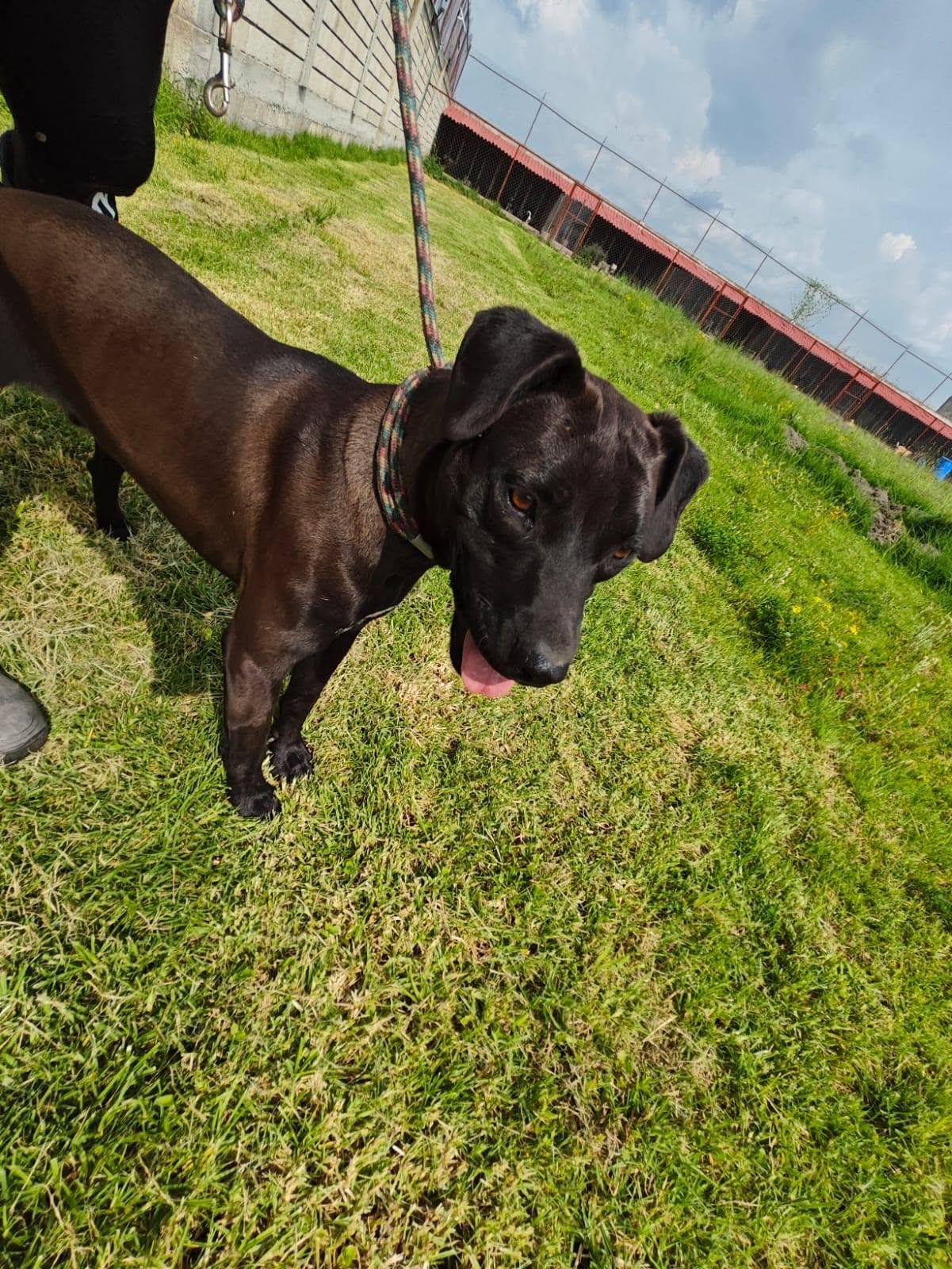 Enlarge Tobias, a Adoptable mixed breed in Woodstock, ON image 2/4