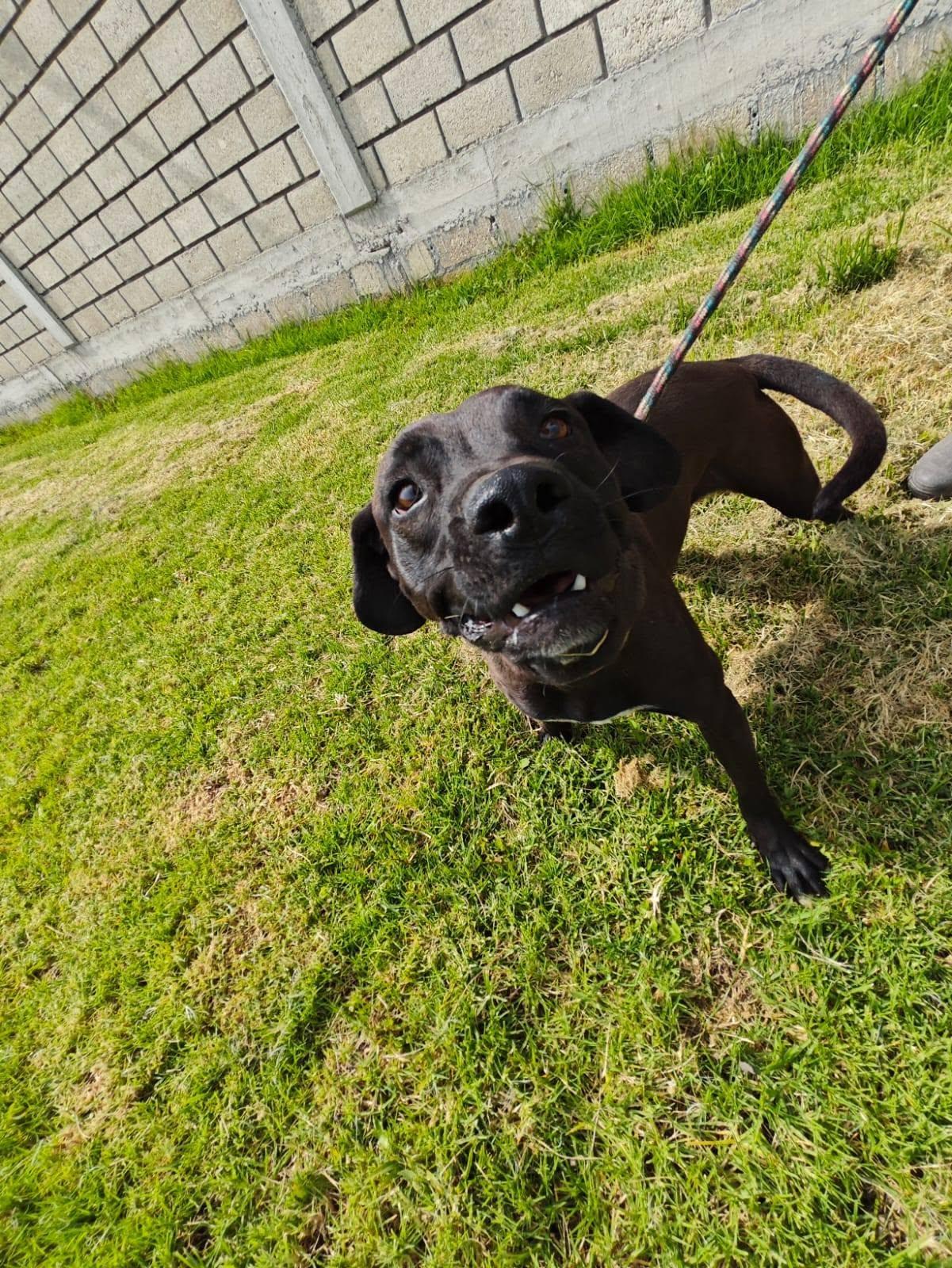 Enlarge Tobias, a Adoptable mixed breed in Woodstock, ON image 3/4