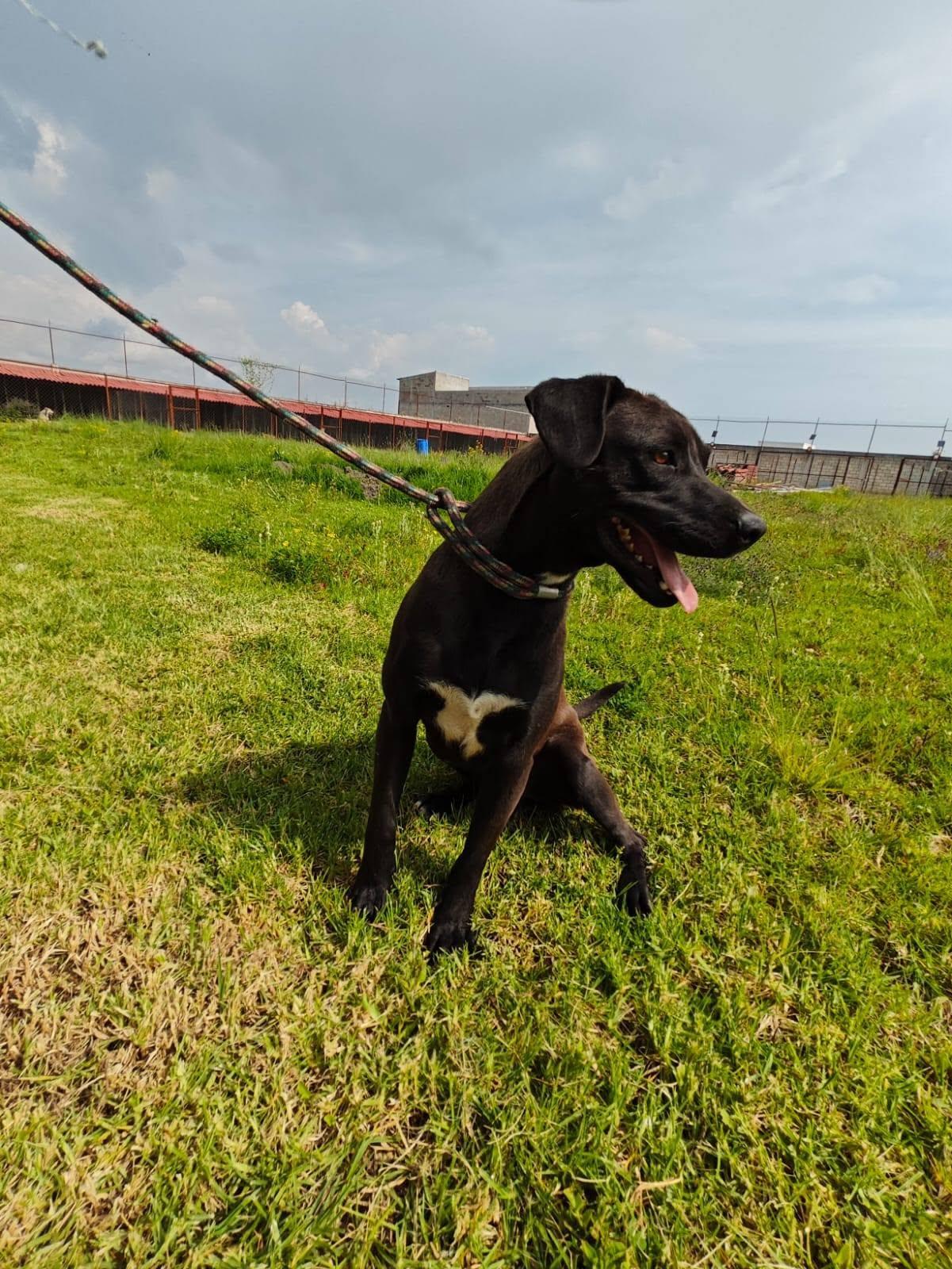 Tobias, Adoptable, Young Male Labrador Retriever.