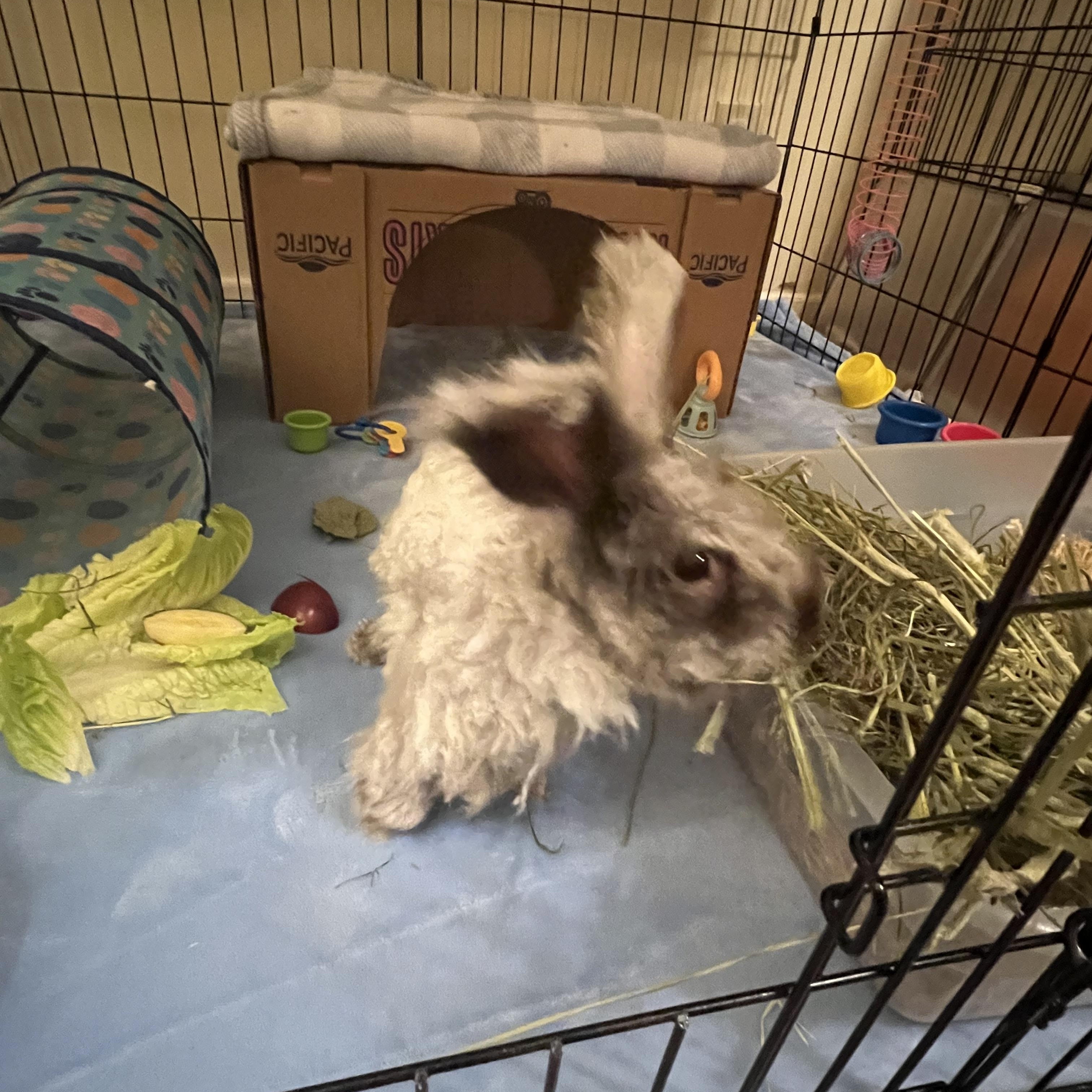 Enlarge Bennett, a Adoptable Angora Rabbit in Huntsville, AL image 3/6