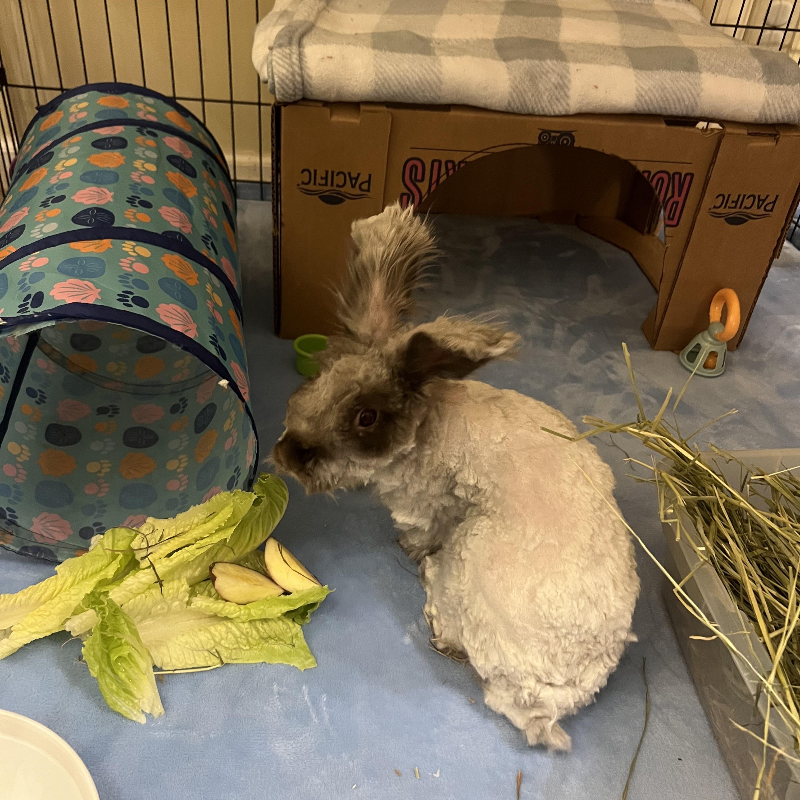 Enlarge Bennett, a Adoptable Angora Rabbit in Huntsville, AL image 4/6