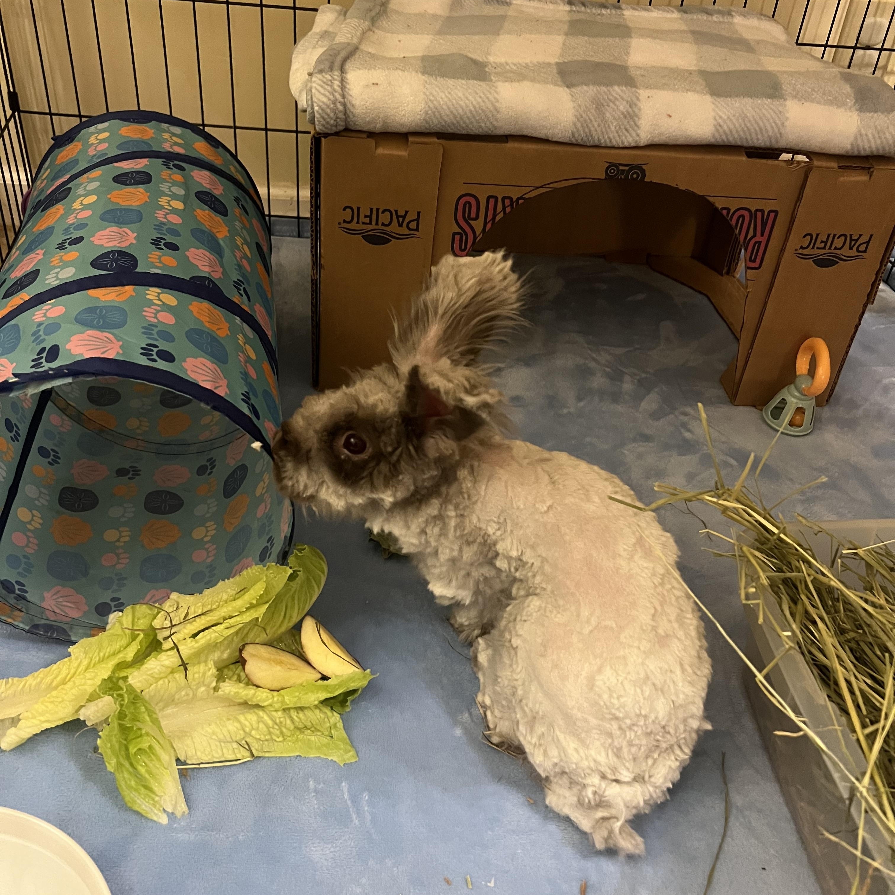 Enlarge Bennett, a Adoptable Angora Rabbit in Huntsville, AL image 2/6