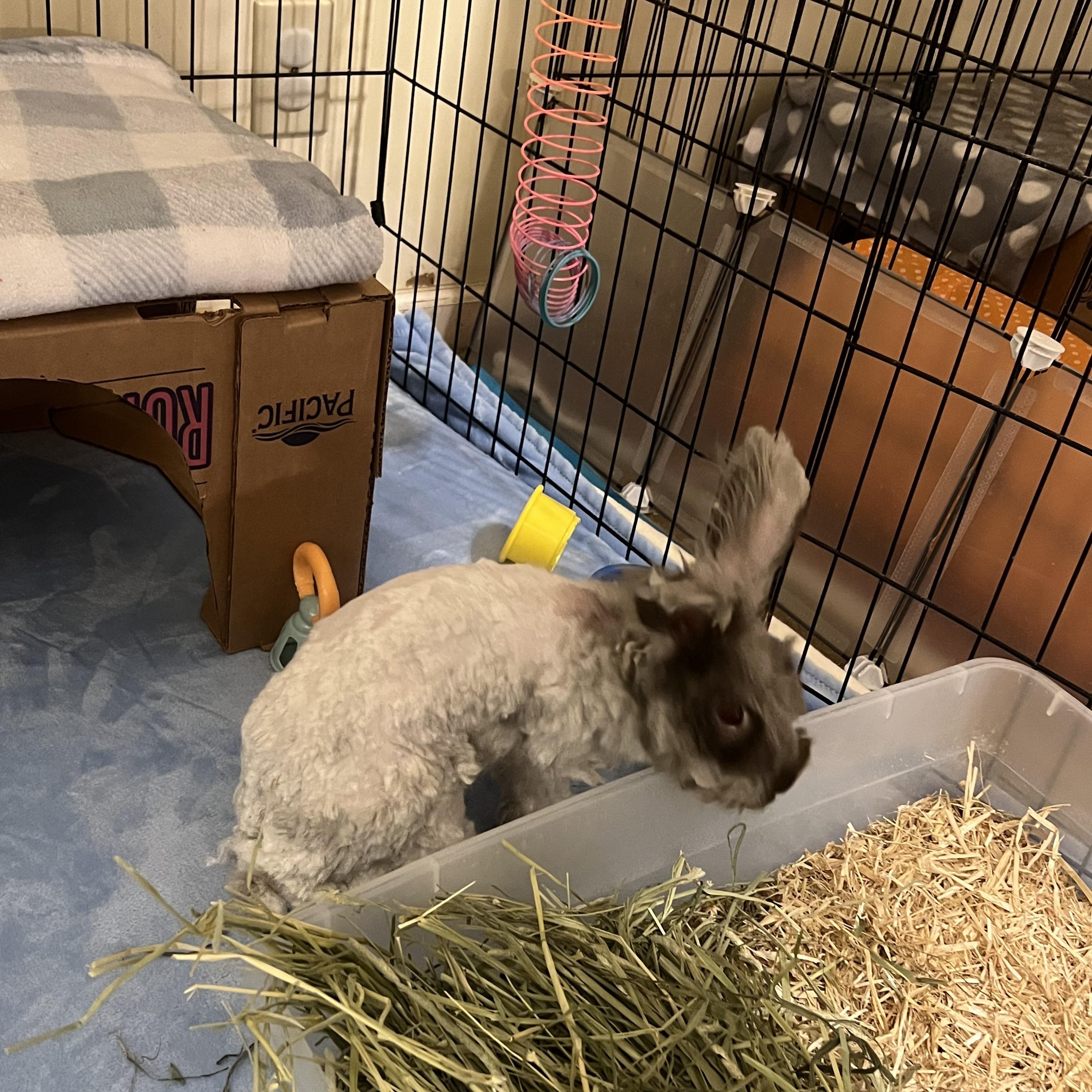 Enlarge Bennett, a Adoptable Angora Rabbit in Huntsville, AL image 5/6