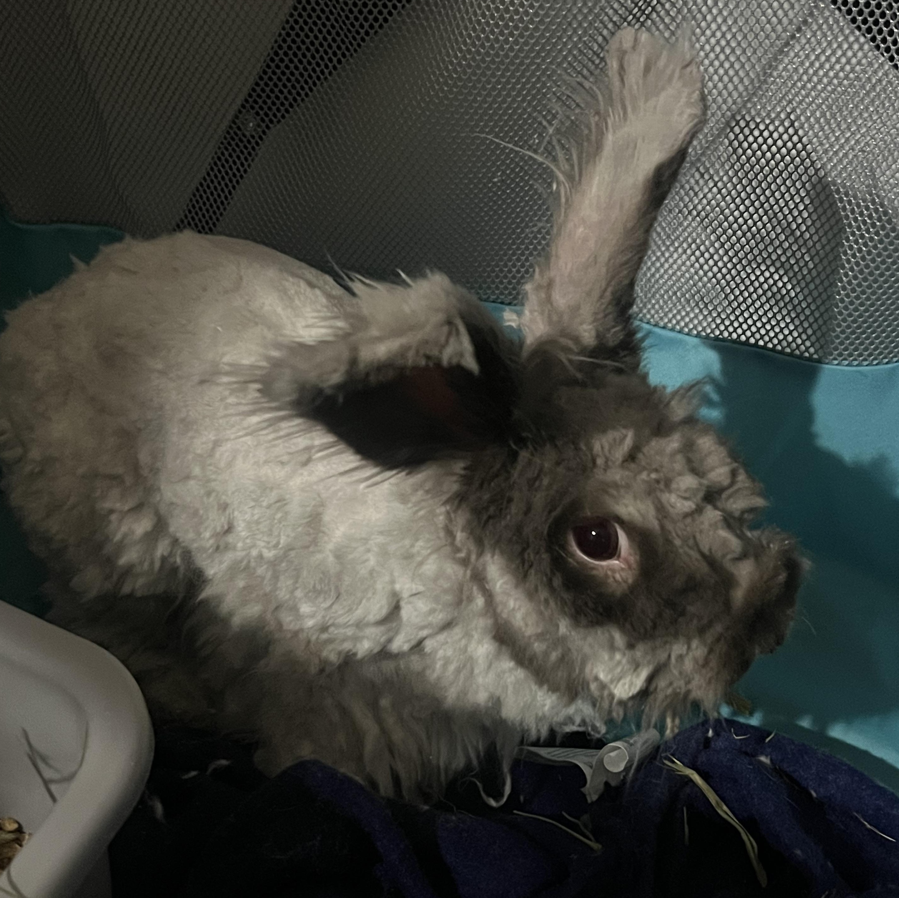 Bennett, Adoptable, Adult Male Angora Rabbit.