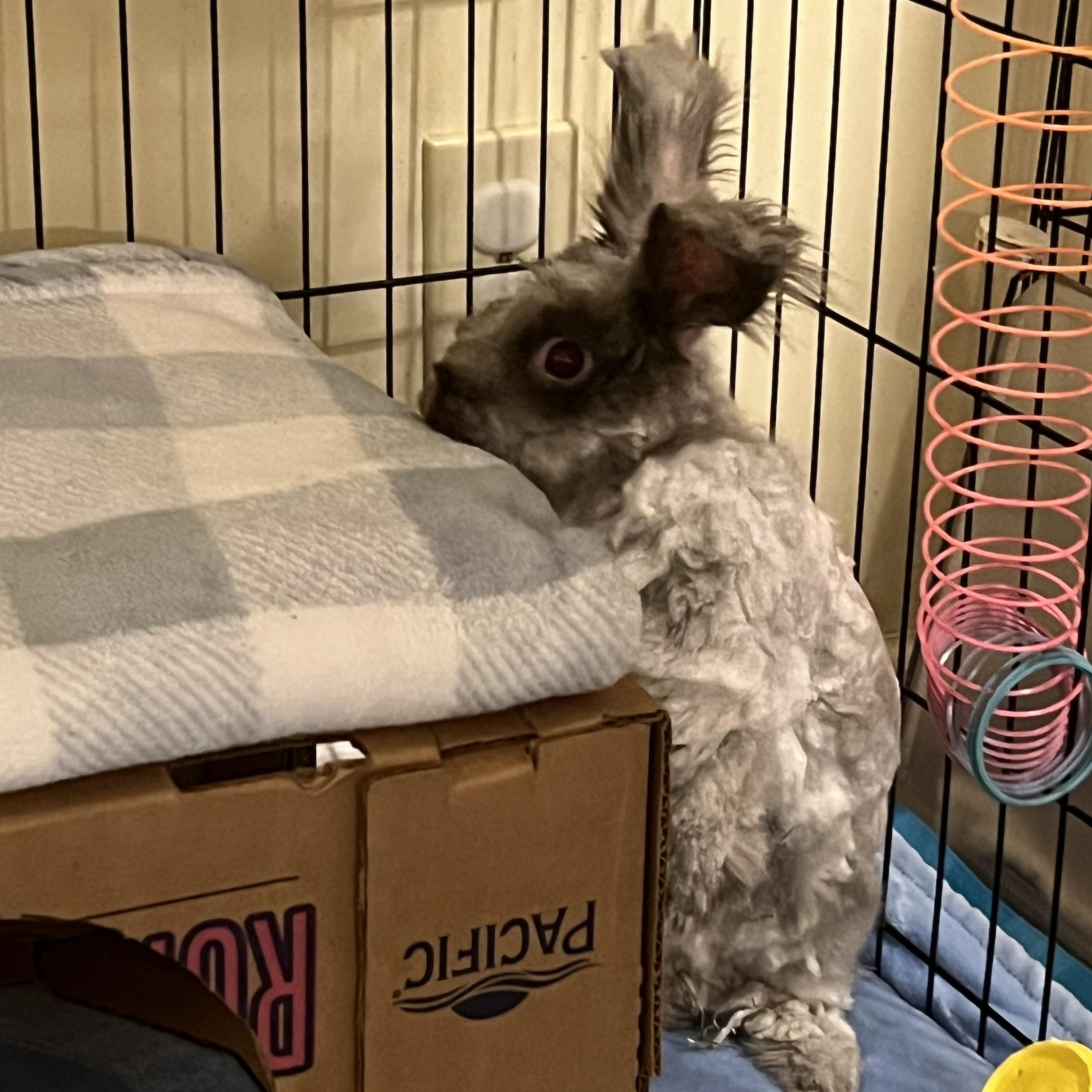 Enlarge Bennett, a Adoptable Angora Rabbit in Huntsville, AL image 6/6