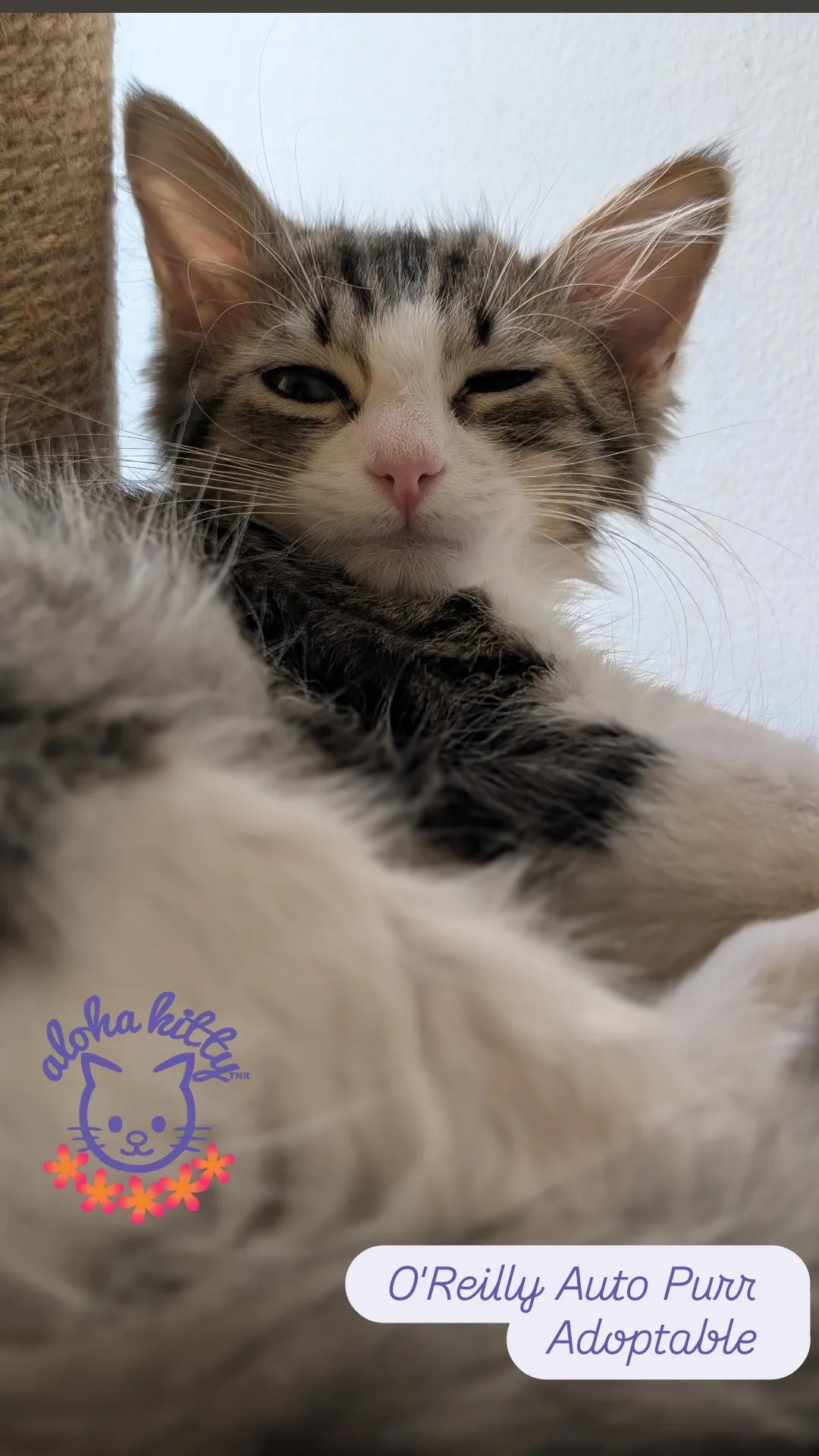 Enlarge O'Reilly Auto Purr, a Adoptable Domestic Long Hair in Honolulu, HI image 1/1