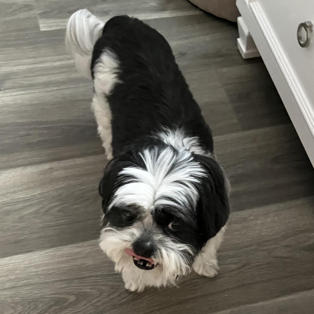 Bodie, a Adoptable Shih Tzu in Corvallis, OR image 1/4