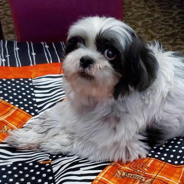 Bodie, a Adoptable Shih Tzu in Corvallis, OR image 2/4