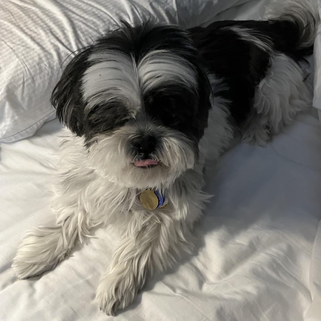 Bodie, a Adoptable Shih Tzu in Corvallis, OR image 3/4