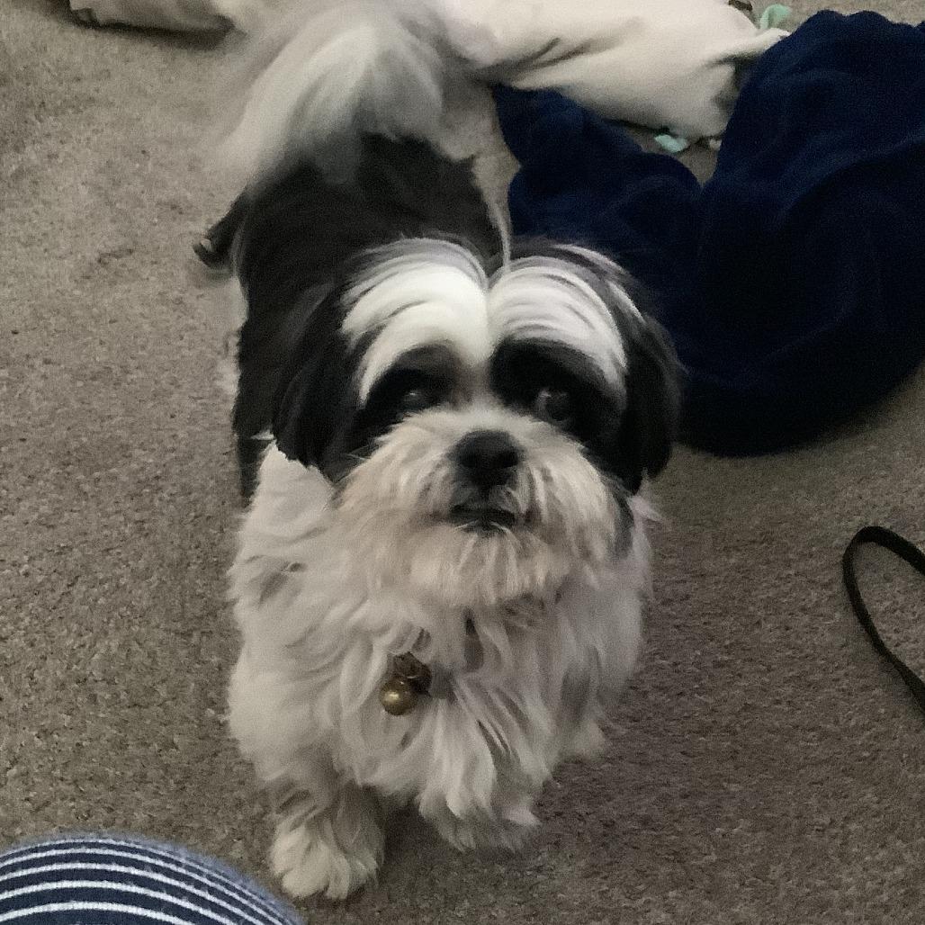 Bodie, a Adoptable Shih Tzu in Corvallis, OR image 4/4