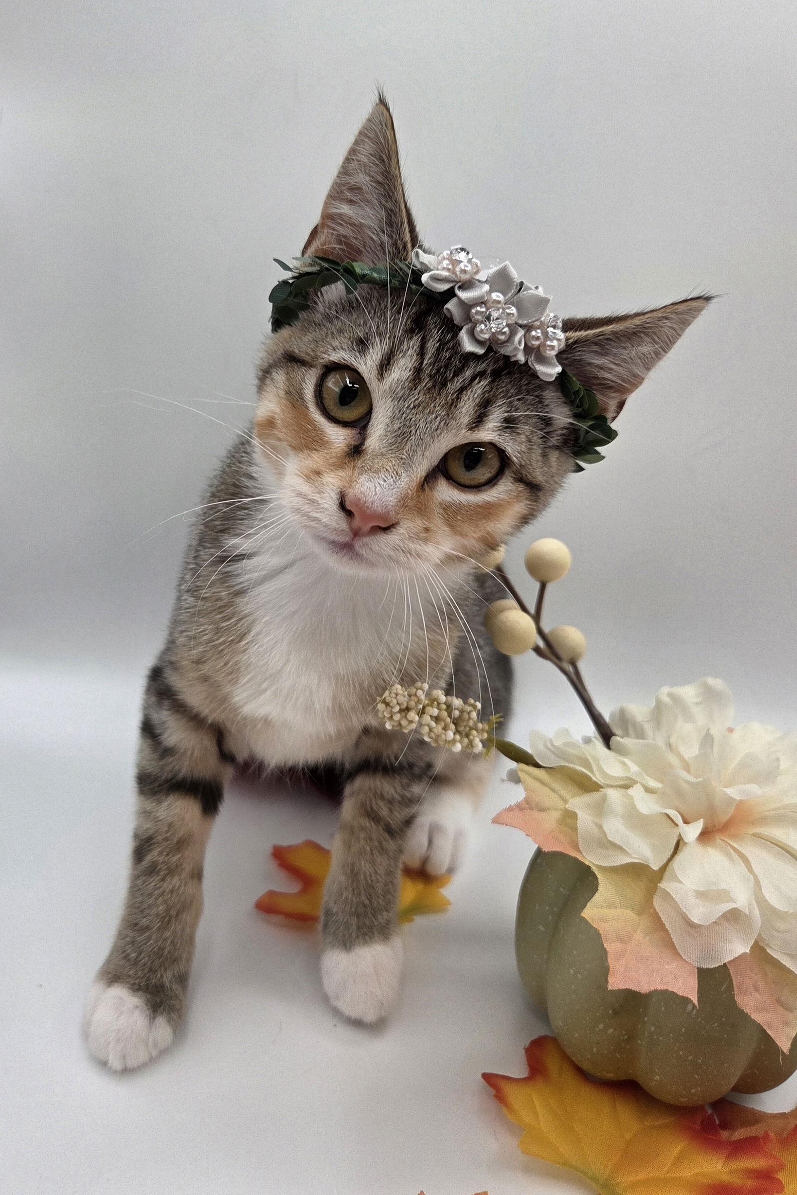 Dobby, a Adoptable mixed breed in Attalla, AL image 1/3