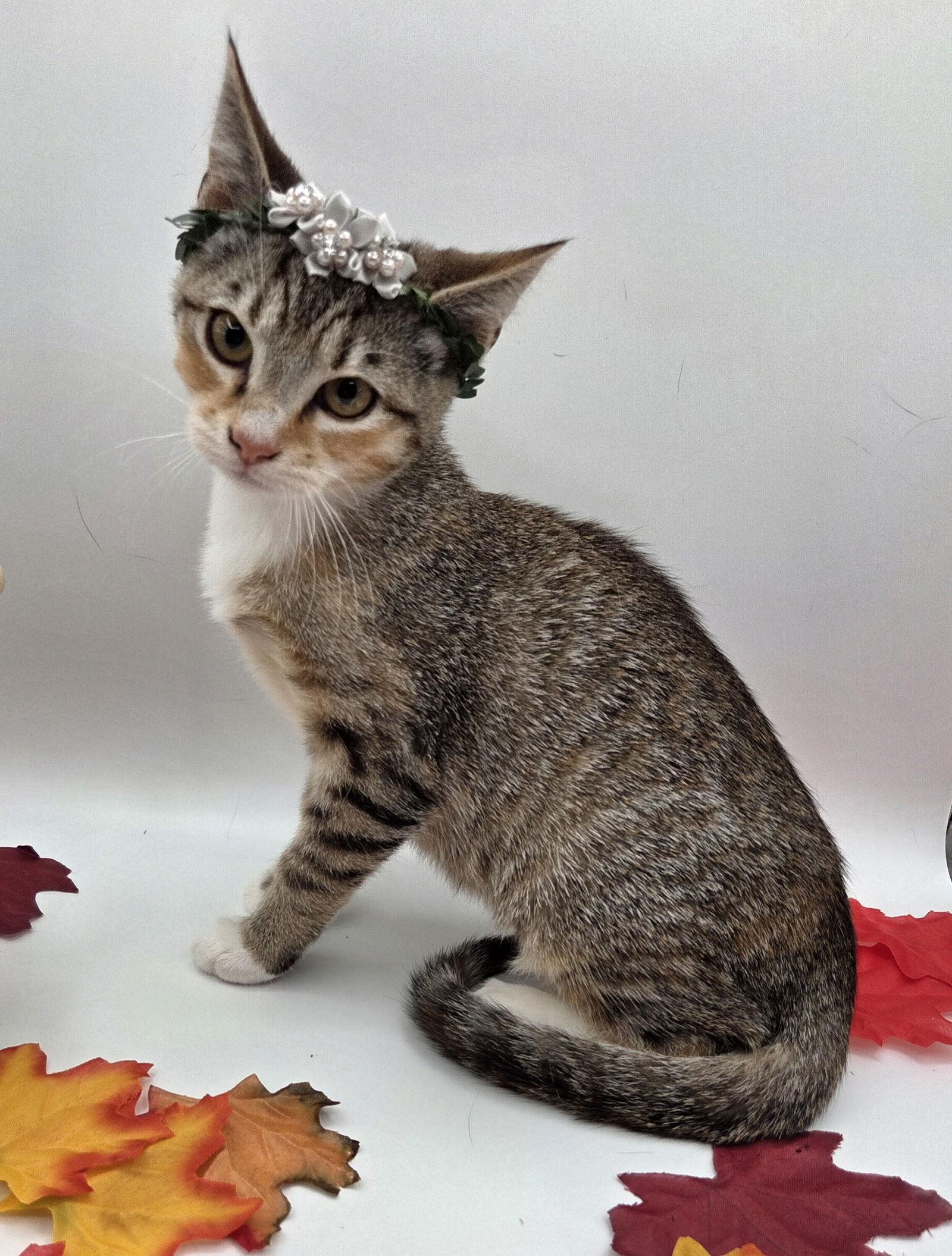 Dobby, a Adoptable mixed breed in Attalla, AL image 2/3