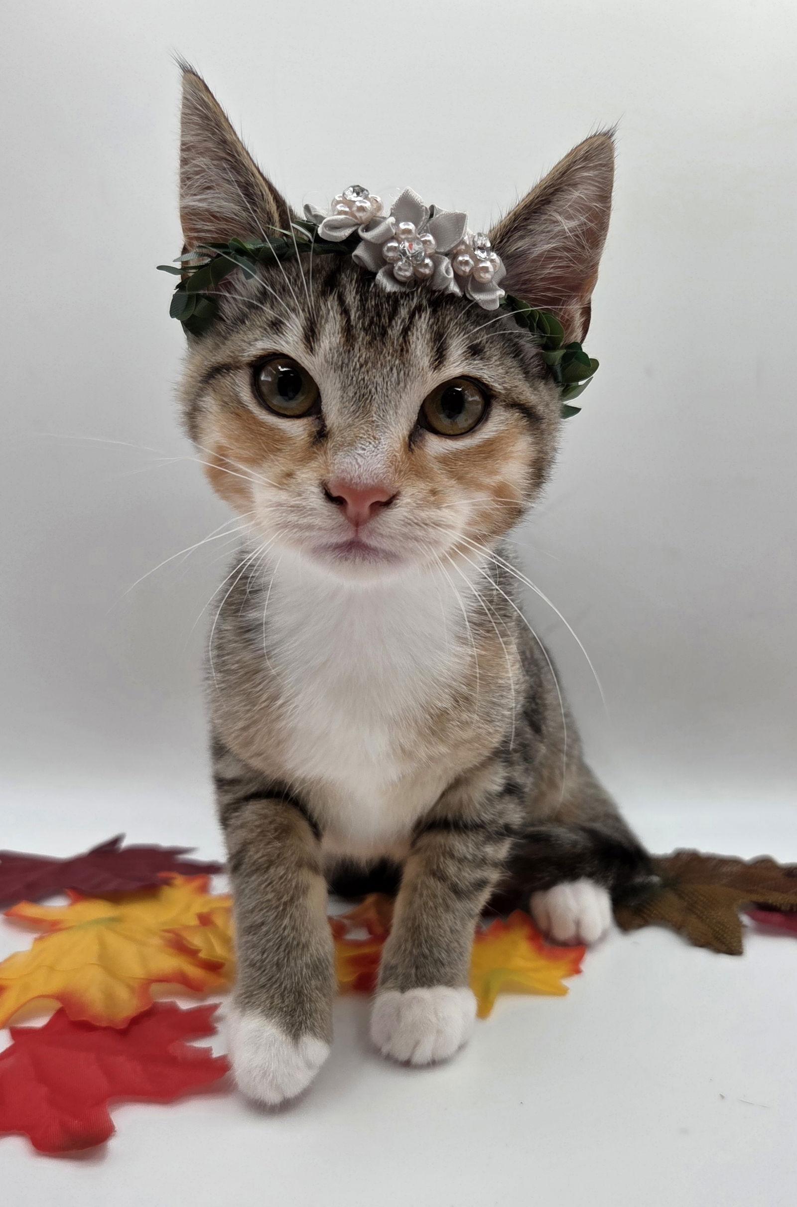 Dobby, a Adoptable mixed breed in Attalla, AL image 3/3