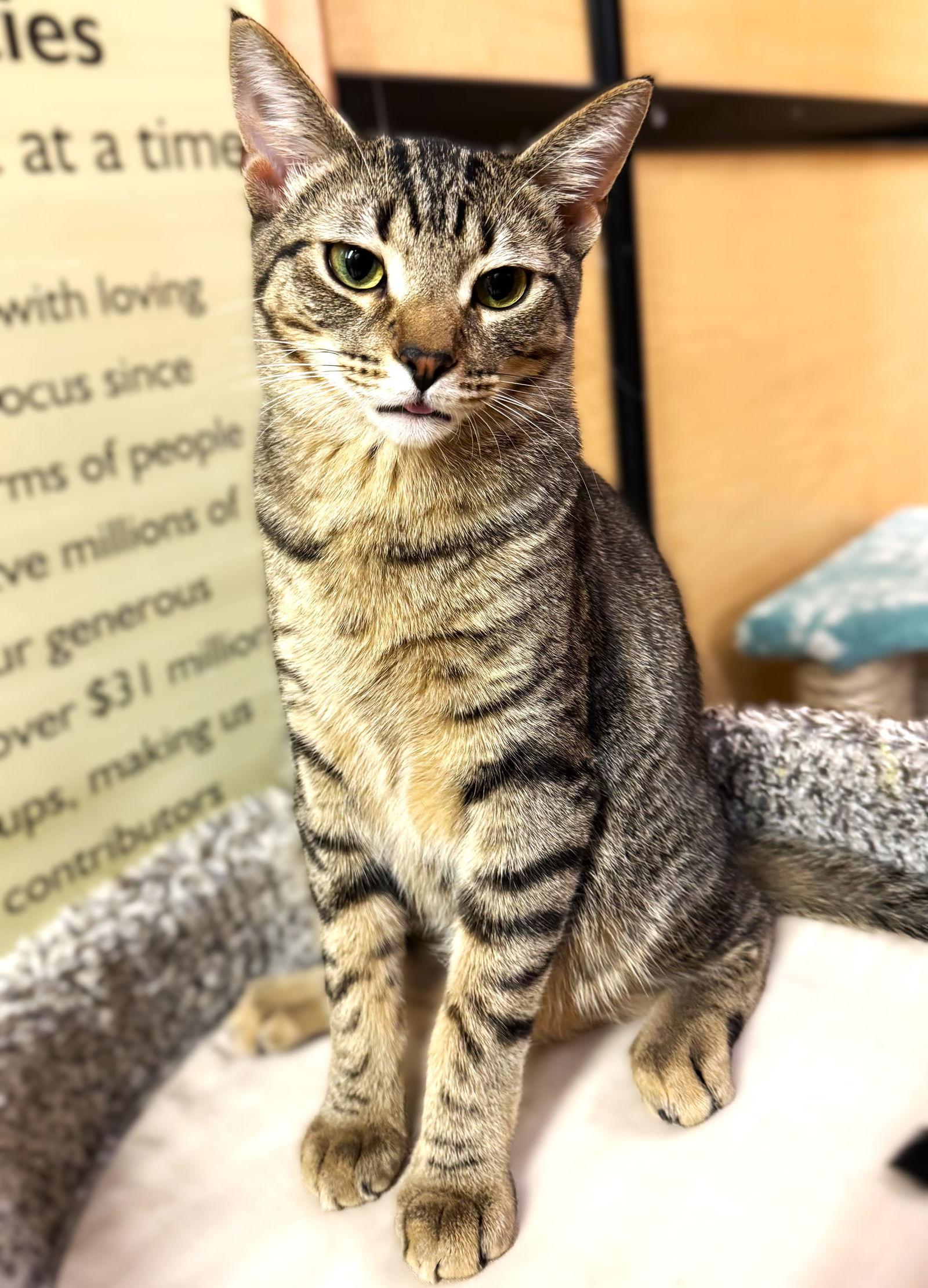 Cosimo Conti, Adopted, Young Male Tabby.