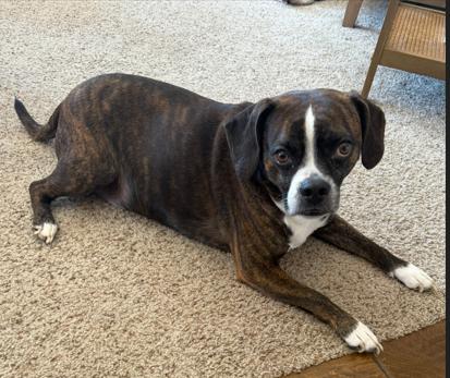 Sarge ***Foster Needed**