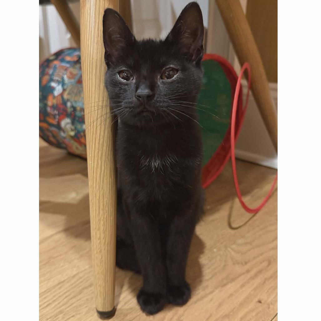 Toothless adopt with Hiccup, Adoptable, Kitten Male Domestic Short Hair.