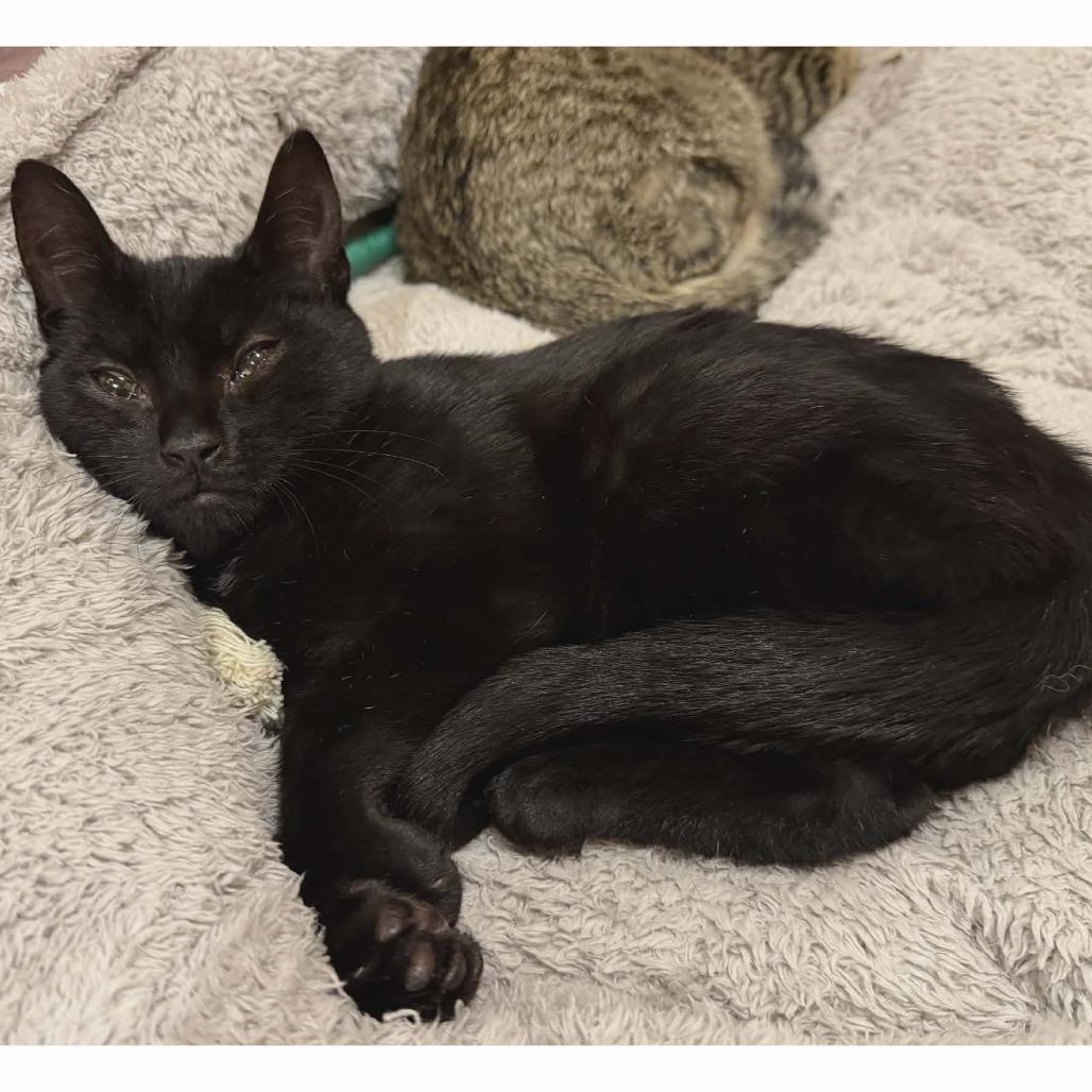Enlarge Toothless adopt with Hiccup, a Adoptable Domestic Short Hair in Fayetteville, GA image 2/4
