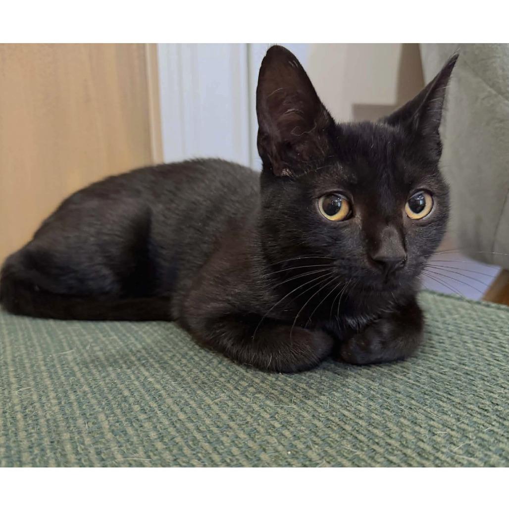 Enlarge Toothless adopt with Hiccup, a Adoptable Domestic Short Hair in Fayetteville, GA image 4/4