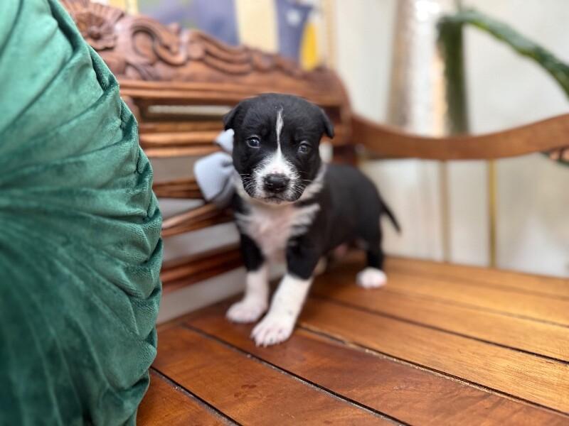 Arlo Goodrow — thumbnail 2