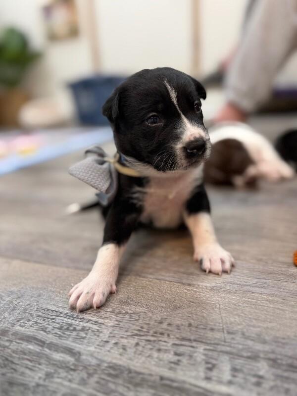 Arlo Goodrow — thumbnail 3