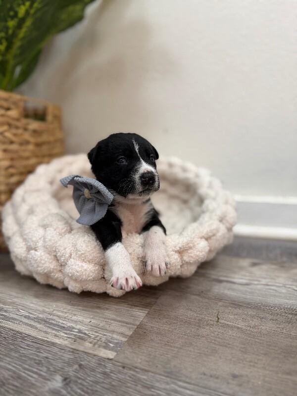 Arlo Goodrow — thumbnail 4