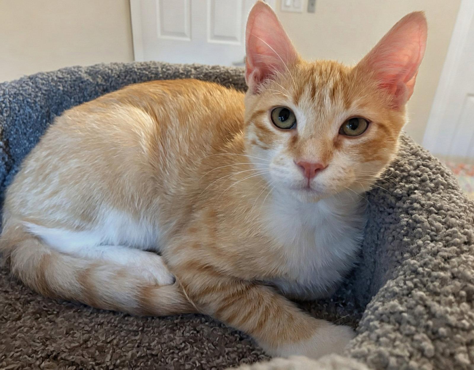 Nacho, Adoptable, Kitten Male Domestic Short Hair.