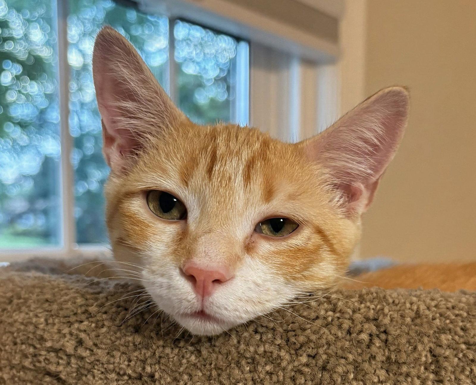 Enlarge Nacho, a Adoptable Domestic Short Hair in Leesburg, VA image 2/3