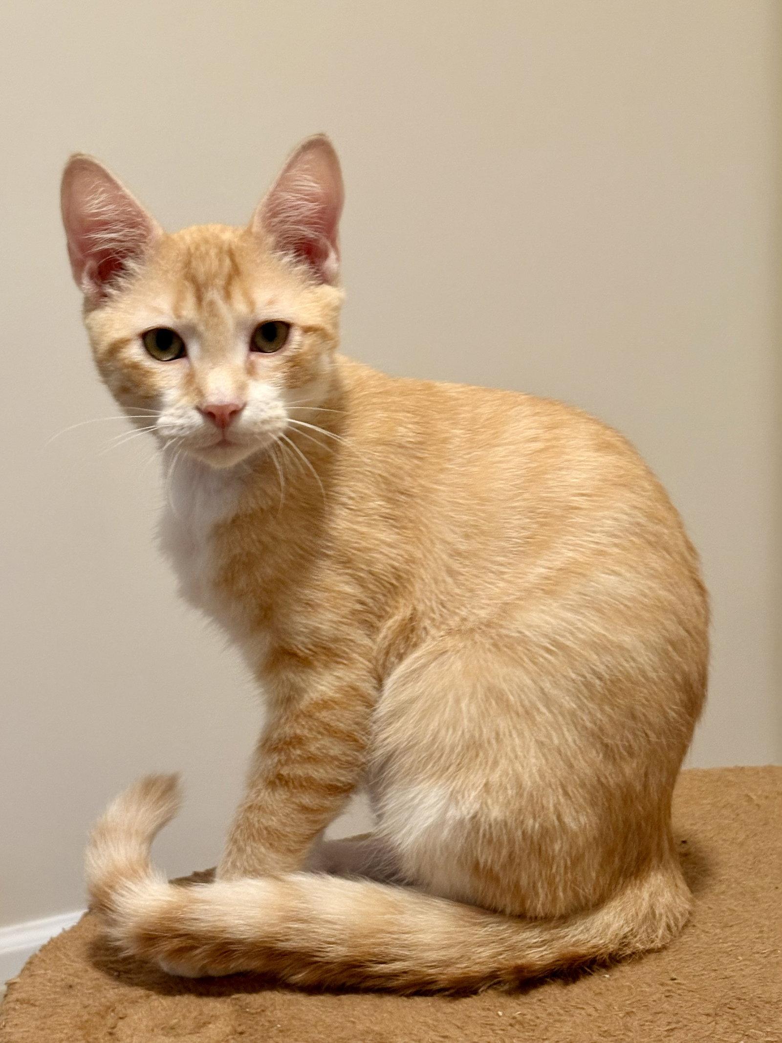 Enlarge Nacho, a Adoptable Domestic Short Hair in Leesburg, VA image 3/3