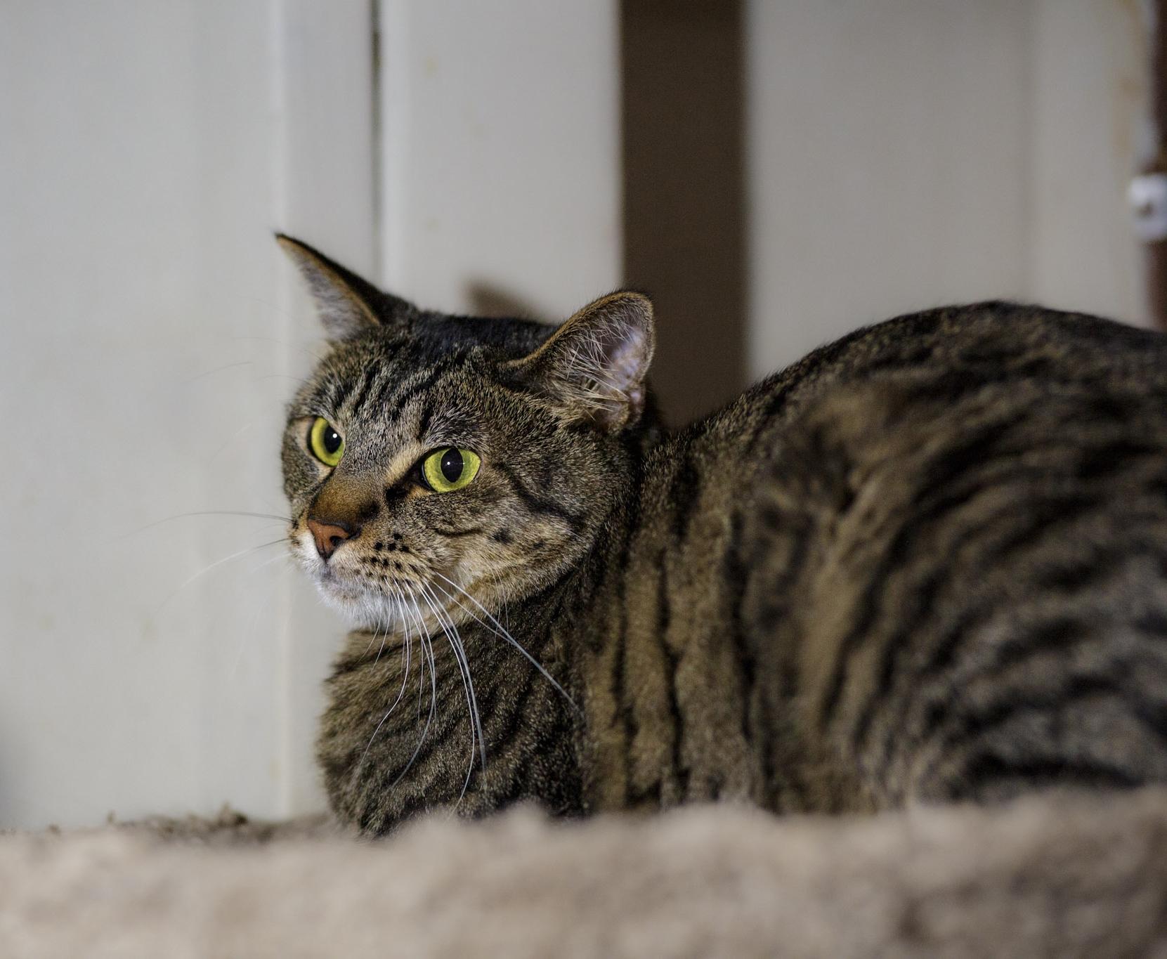 Mufasa, Adoptable, Adult Male Domestic Short Hair.