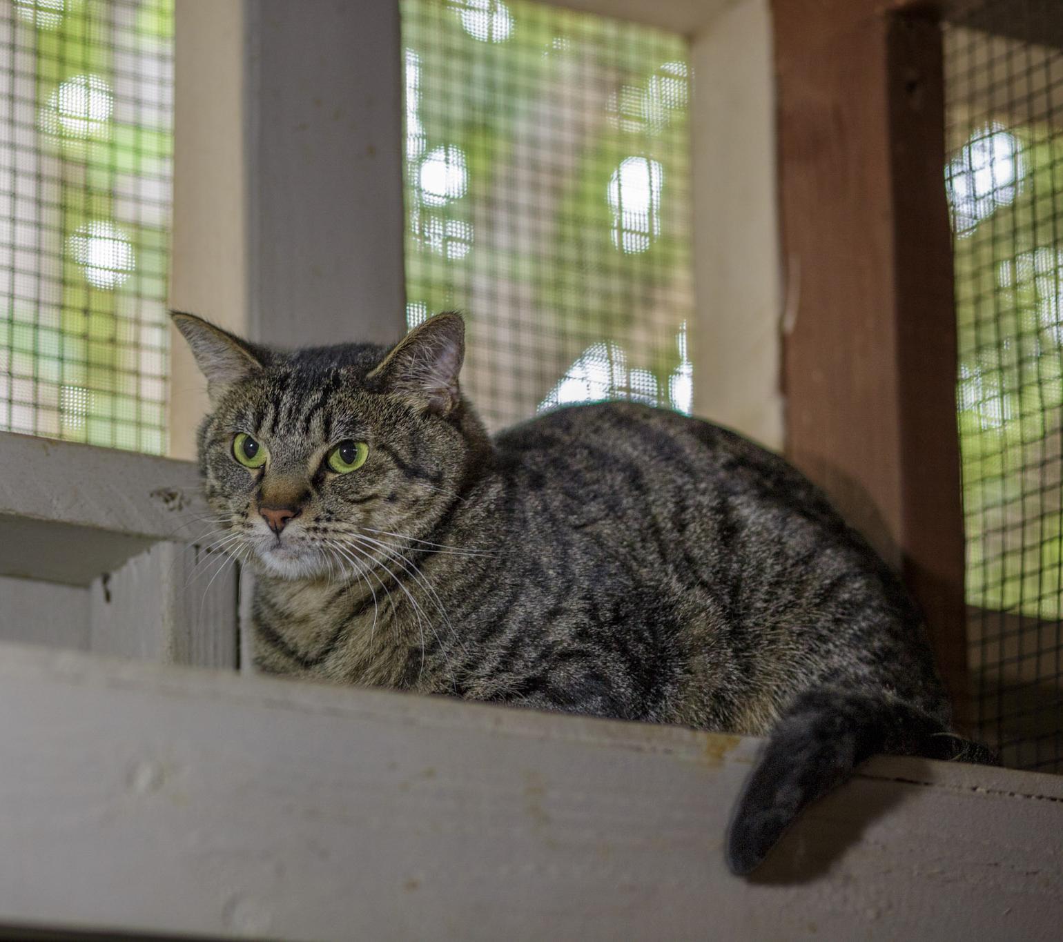 Mufasa, a Adoptable Domestic Short Hair in Marana, AZ image 2/2