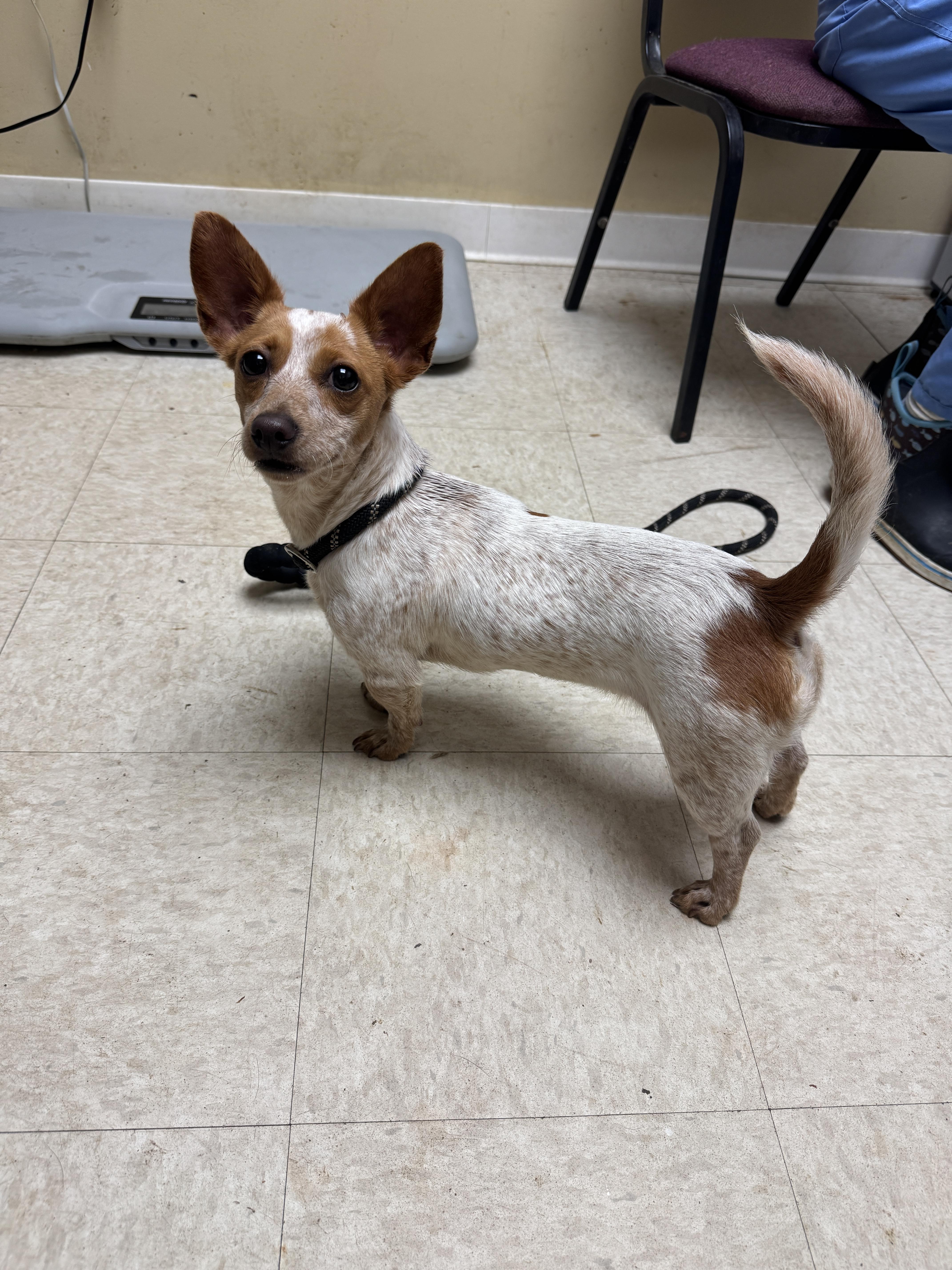Honey, Adoptable, Adult Female Dachshund & Chihuahua.