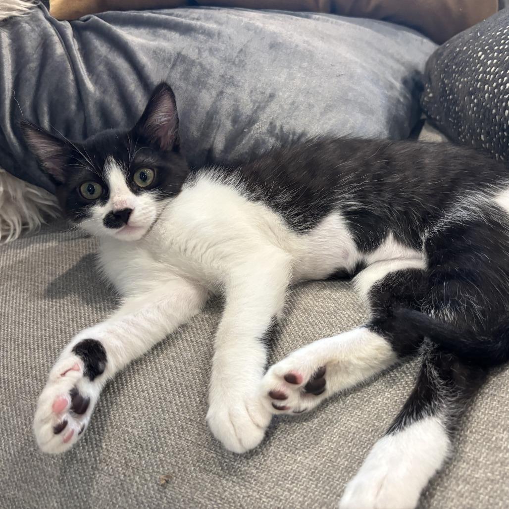 Opal — thumbnail 2