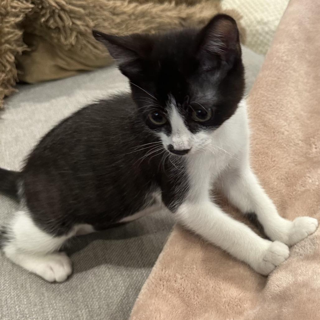 Opal — thumbnail 3