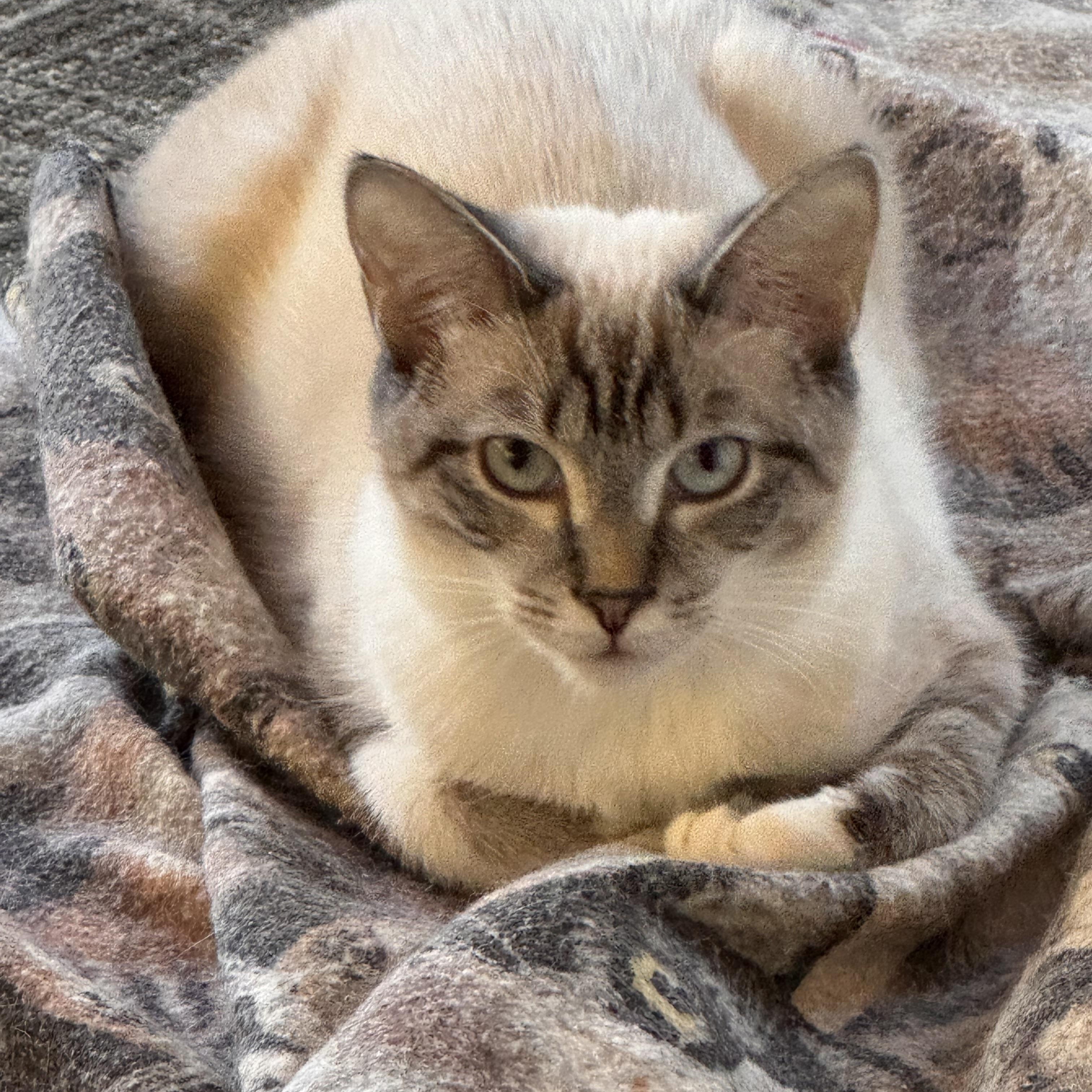 Rosemary, Adoptable, Kitten Female Snowshoe.