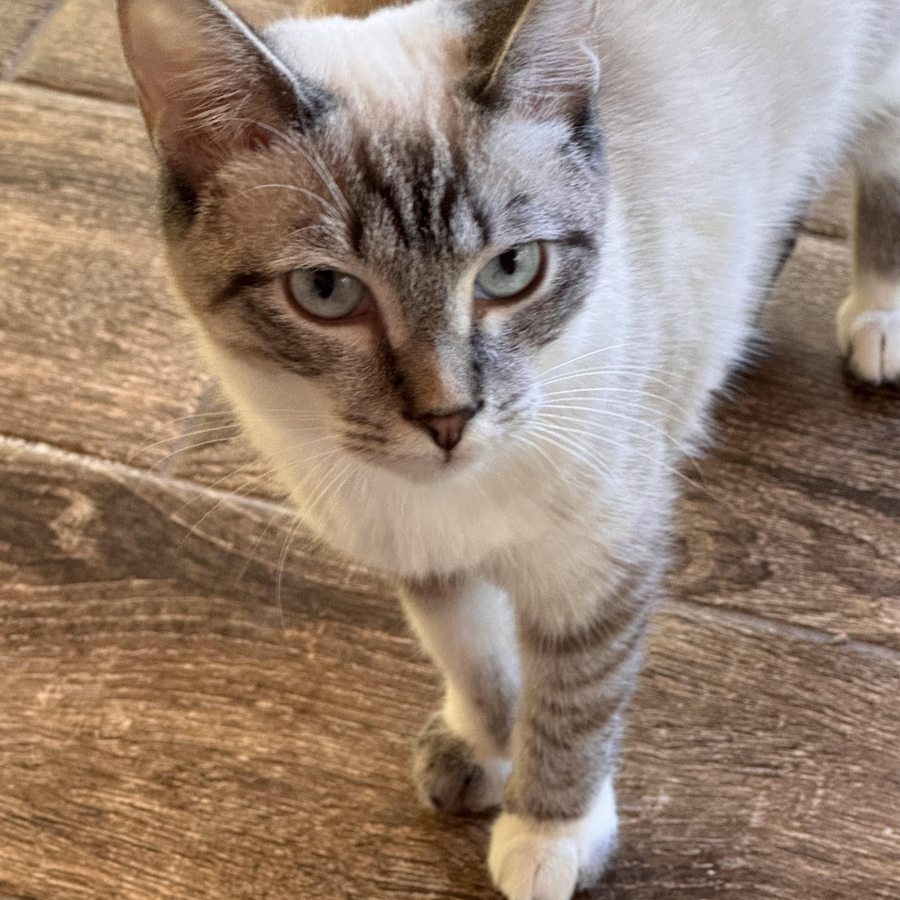 Enlarge Rosemary, a Adoptable Snowshoe in Belmont, NC image 2/3
