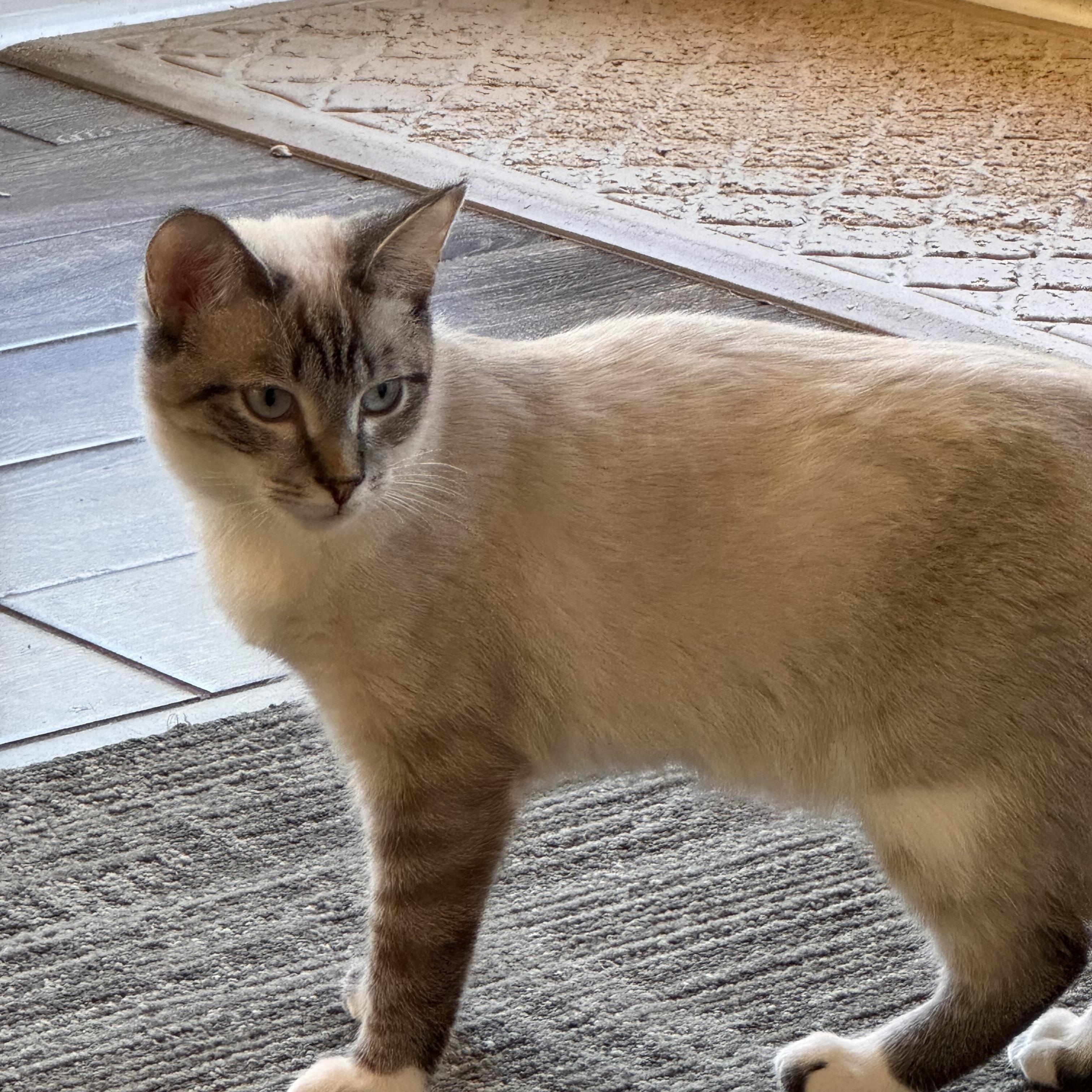Enlarge Rosemary, a Adoptable Snowshoe in Belmont, NC image 3/3