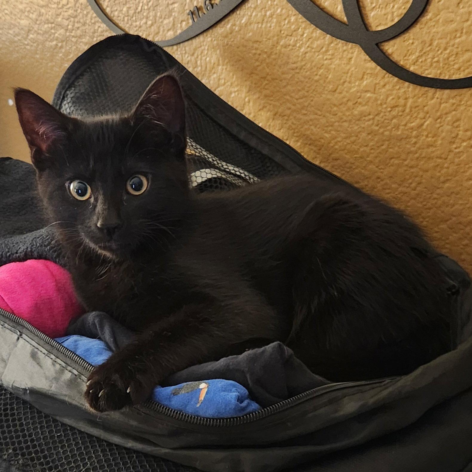 Jinu, Adopted, Kitten Male Domestic Short Hair.