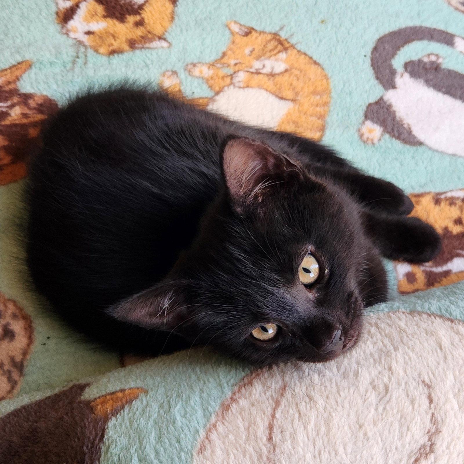 Enlarge Jinu, a Adopted Domestic Short Hair in Glendale, AZ image 2/3
