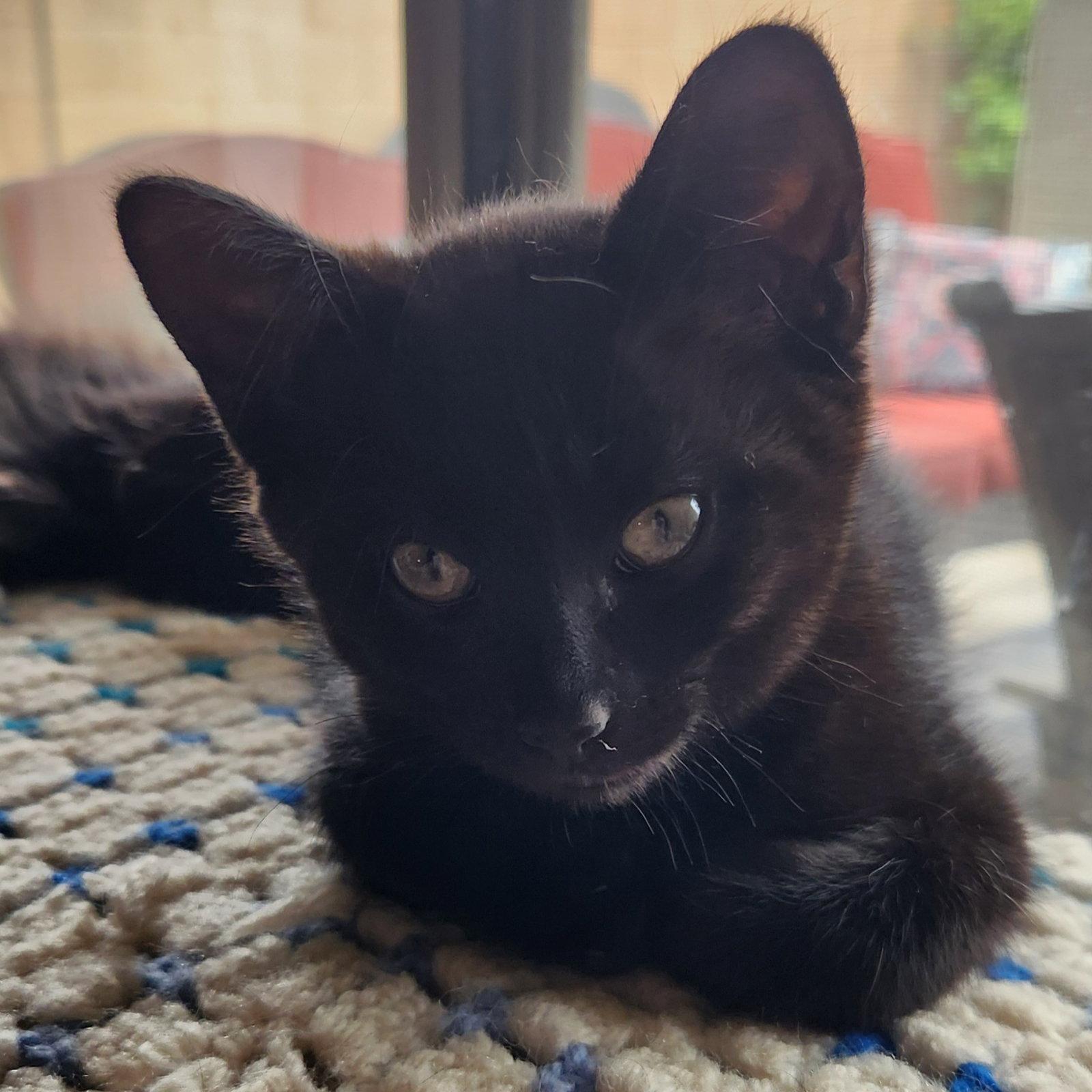 Enlarge Jinu, a Adopted Domestic Short Hair in Glendale, AZ image 3/3