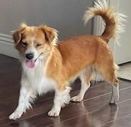 Enlarge MILO, a ADOPTABLE mixed breed in Bell Gardens, CA image 2/5