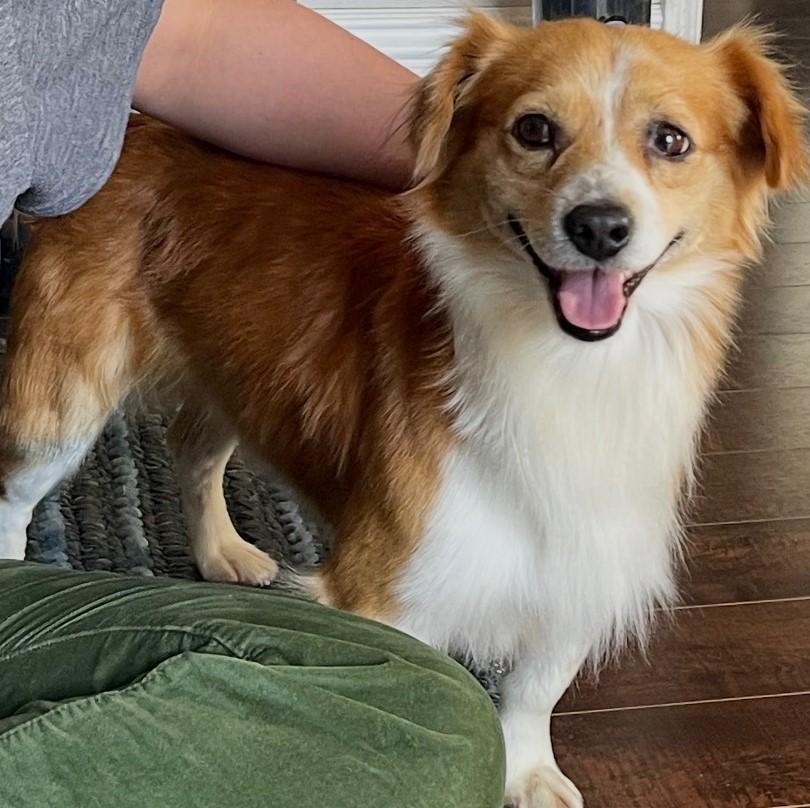 MILO, ADOPTABLE, Young Male Papillon.