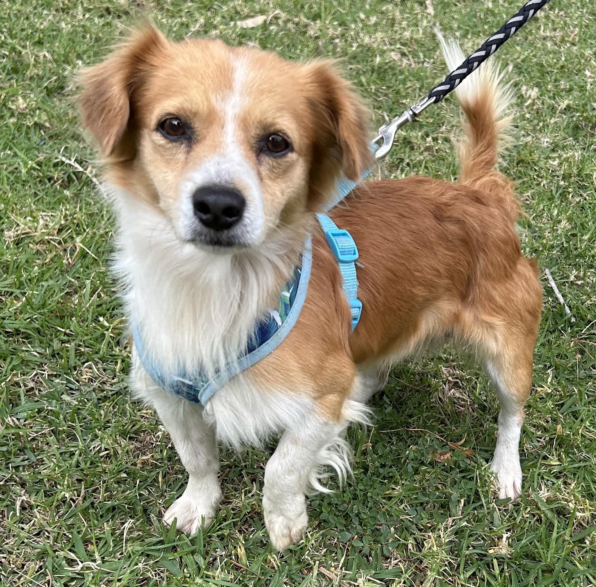 Enlarge MILO, a ADOPTABLE mixed breed in Bell Gardens, CA image 5/5
